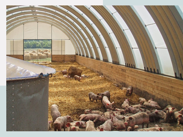 Строительство свинарников в Сасове